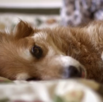 El can que salvó la vida de su dueña: el …