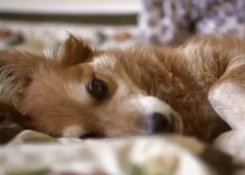 El can que salvó la vida de su dueña: el poderoso olfato de los perros