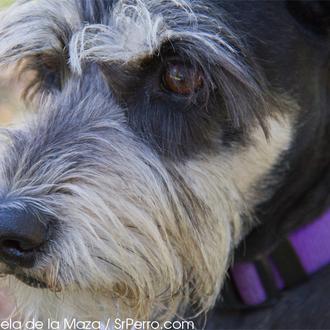 ¿Quieres saber cómo te ve tu perro, cómo ve el …