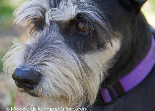 ¿Quieres saber cómo te ve tu perro, cómo ve el mundo? Ahora puedes