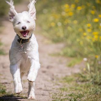 ¿Es necesario un gadget para diferenciar un ladrido alegre de …