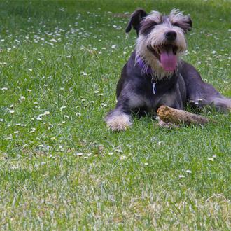 El dominical de SrPerro: Colega en El Retiro