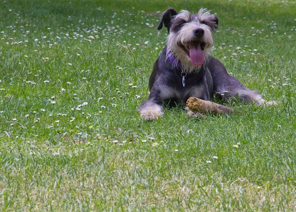 El dominical de SrPerro: Colega en El Retiro
