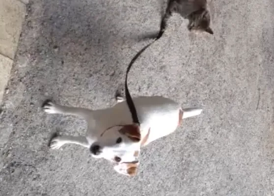 Como perros y gatos... en el mundo al revés