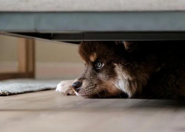 No son solo los petardos: hay ruidos cotidianos que pueden ser muy problemáticos para los perros