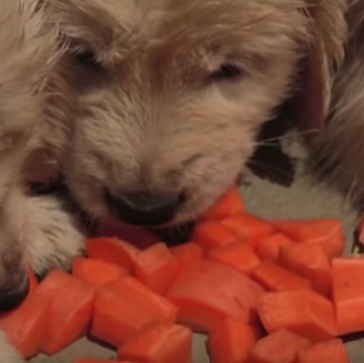 Comidas humanas aptas para... cachorros guapérrimos