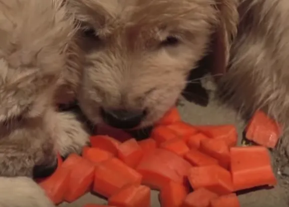 Comidas humanas aptas para... cachorros guapérrimos