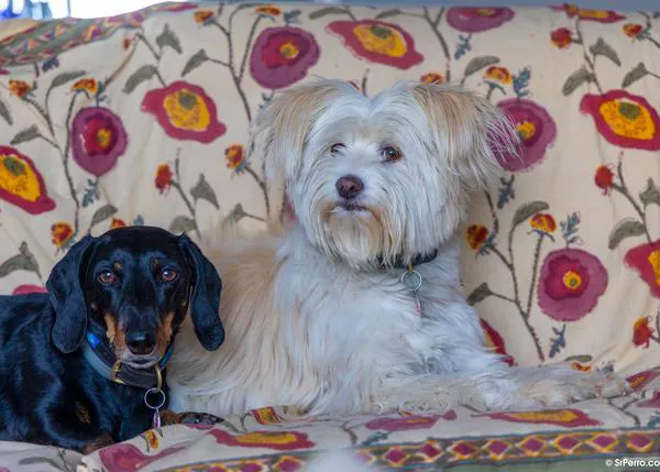 Muchos Escollos y posibles pasos para que las personas que conviven con animales no tengan tan complicado alquilar