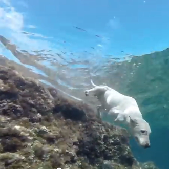 Días de perros bajo el agua: las vaCANciones más felices 