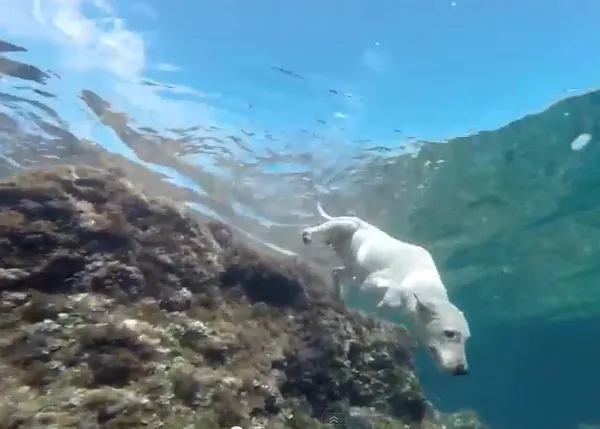 Días de perros bajo el agua: las vaCANciones más felices 