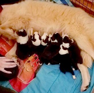 Una perra que había perdido a sus perritos se convierte …