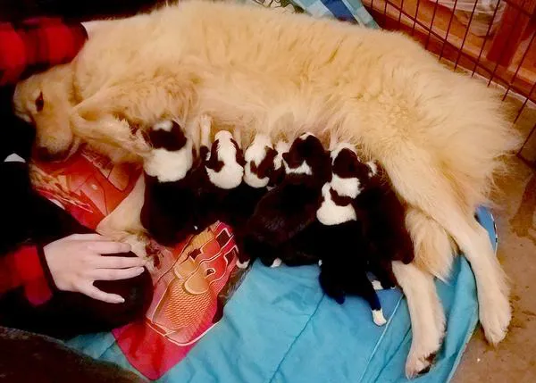 Una perra que había perdido a sus perritos se convierte en la madre de 8 cachorros huérfanos