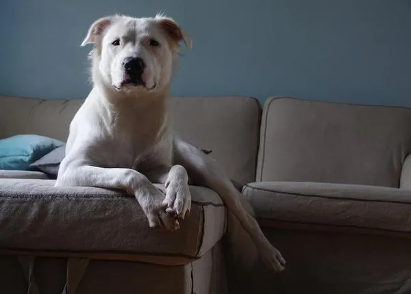 La importancia de las casas de acogida para fomentar la adopción de perros