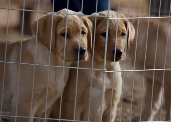 Un cachorro se cuela en los Emmy: nominados al mejor anuncio del año