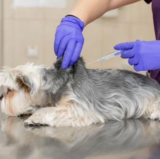 En el #DíaMundialContralaRabia los veterinarios reiteran la importancia de la …