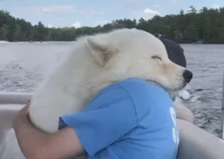 El sueño de una tarde de verano: un can se relaja abrazado a su humano mientras dan un paseo en barco...  