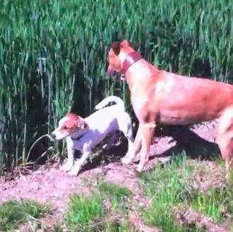 Momentos de felicidad perruna: jugando en un campo de trigo