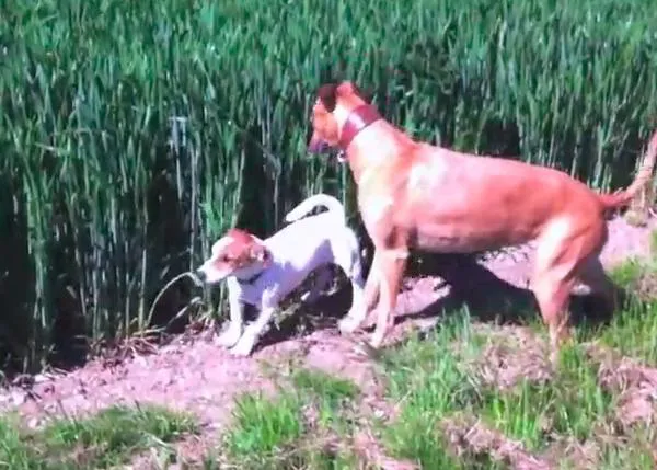 Momentos de felicidad perruna: jugando en un campo de trigo