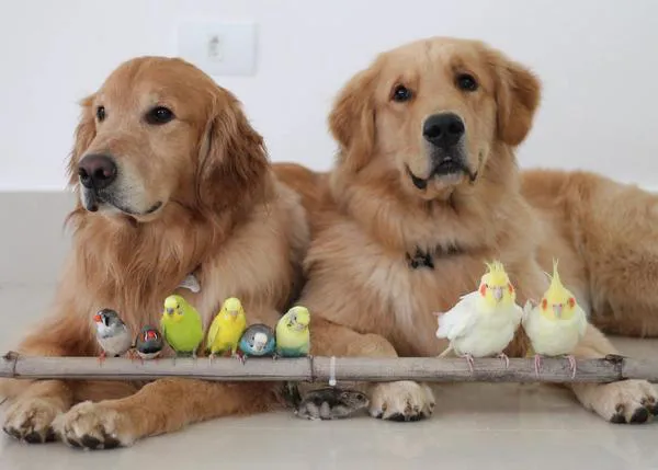 Bob y Marley, dos bonachones Golden Retriever, y su divina amistad con unos periquitos