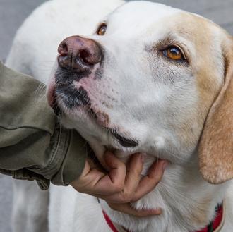 La artrosis canina: cómo detectarla y consejos para paliar sus …