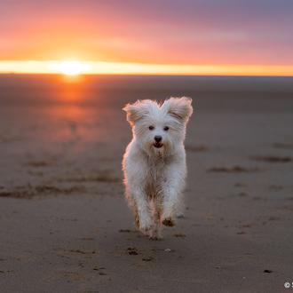 Playas y perros, playas sin perros: un verano más, la …