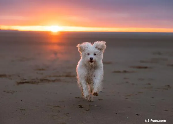 Playas y perros, playas sin perros: un verano más, la oferta de playas caninas es mínima (en A Coruña hay recogida de firmas)