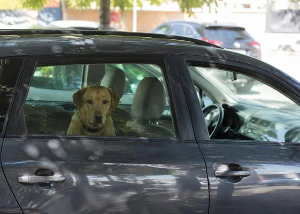 Con 35 ºC en el exterior, el interior de un coche puede alcanzar los 55 ºC (y bajar las ventanillas casi no reduce el calor)