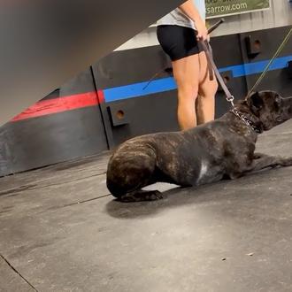 Dos educadoras caninas detenidas por maltrato animal tras hacerse viral …