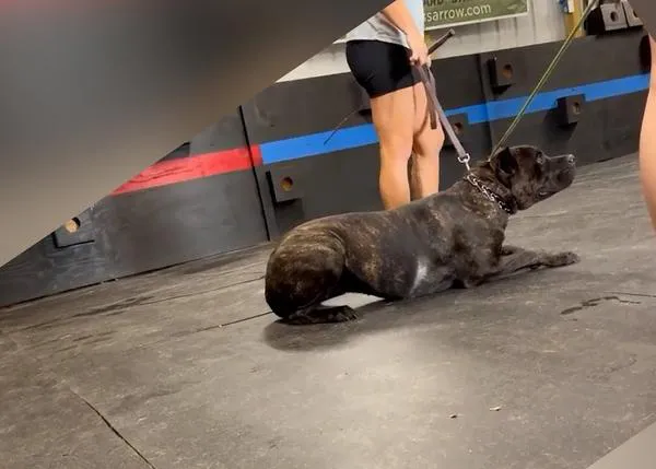 Dos educadoras caninas detenidas por maltrato animal tras hacerse viral el vídeo de una de sus 