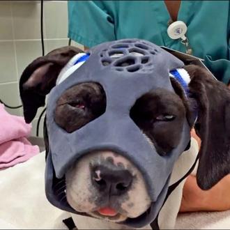 Una cachorra se recupera de graves fracturas en su mandíbula …