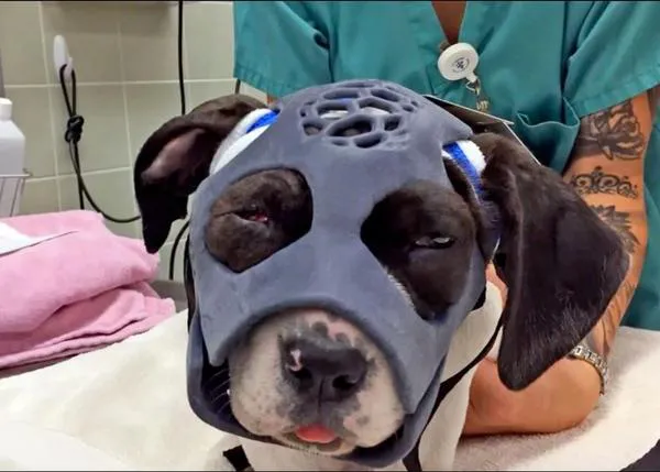 Una cachorra se recupera de graves fracturas en su mandíbula y pómulo gracias a una máscara 3D  