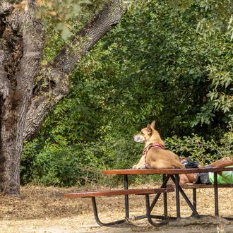 ¿De vacaciones sin perro? Para el 40% de esas personas …