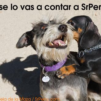 Confesiones perrunas: compartiendo historias de trastadas más o menos embarazosas