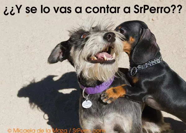 Confesiones perrunas: compartiendo historias de trastadas más o menos embarazosas