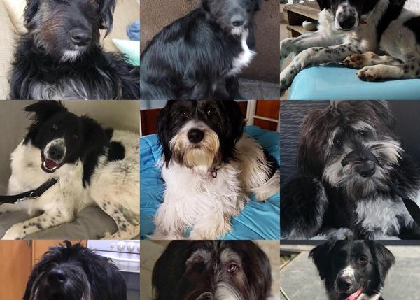16 preguntas y consejos clave para que las adopciones de animales en España sean responsables y felices a través de Miwuki