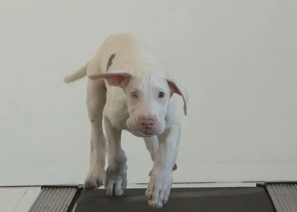 Proyecto Pegasus: o cómo una cachorra de Gran Danés crece ante nuestros ojos