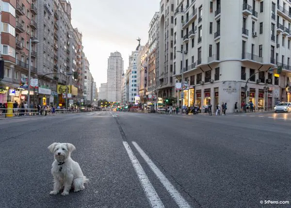 Elecciones Madrid 2021 y los animales: ¿qué propone cada partido político?