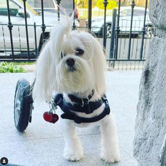 La vida (feliz) en una casa de acogida para perros …