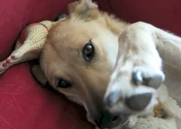 El cumple en buena compañía de Athena, una perra adoptada, viajera y feliz