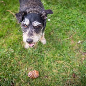 La digestibilidad en los piensos para perros: una medida de …