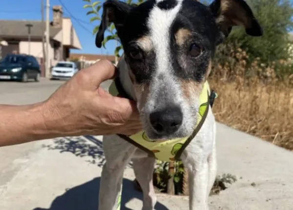 Abandonan a una bodeguera viejita, ciega y sorda, atada a una farola: buscan acogida o adopción para ella