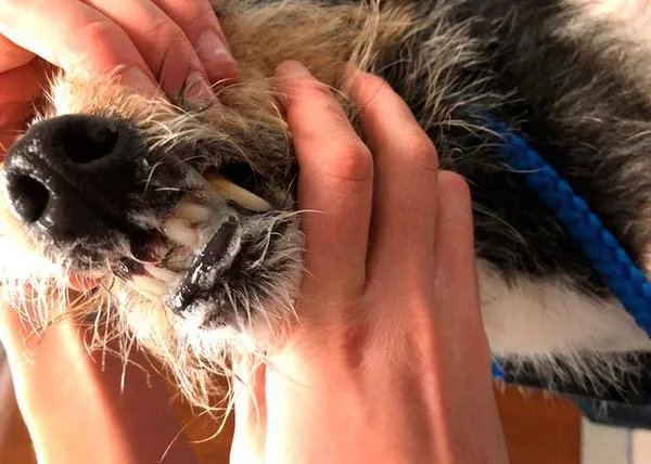 Ojo con dejar cartas o panfletos al alcance de tu perro: puede ser muy peligroso si las mastica