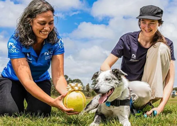 Bear, el perro que ayudó a salvar a más de 100 koalas en Australia, premiado por su gran labor