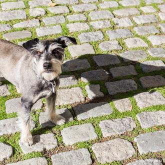 Causas y claves de la otitis canina