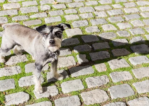 Causas y claves de la otitis canina