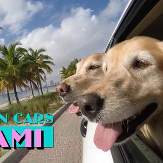 Trufas al viento en Miami: nuevo vídeo perrunamente feliz de …