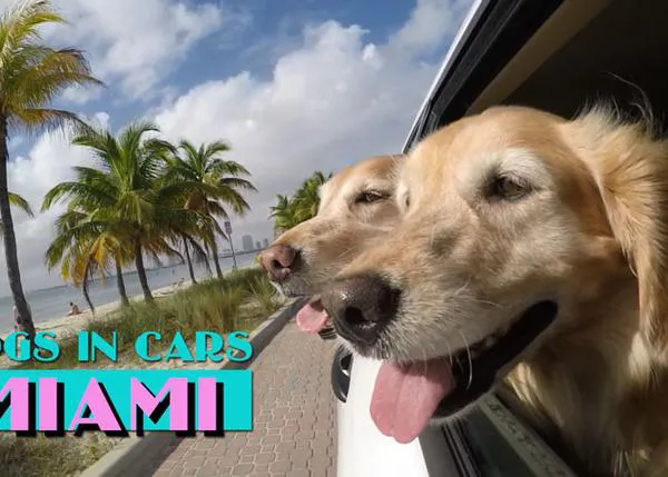 Trufas al viento en Miami: nuevo vídeo perrunamente feliz de Dogs in Cars