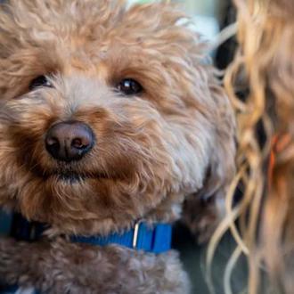 El perrete abandonado en un aeropuerto por una mujer que …