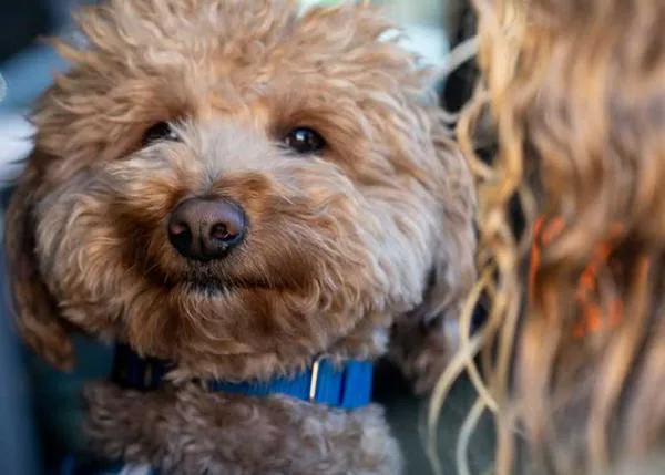 El perrete abandonado en un aeropuerto por una mujer que trató de colarlo como perro de servicio, adoptado por un policía