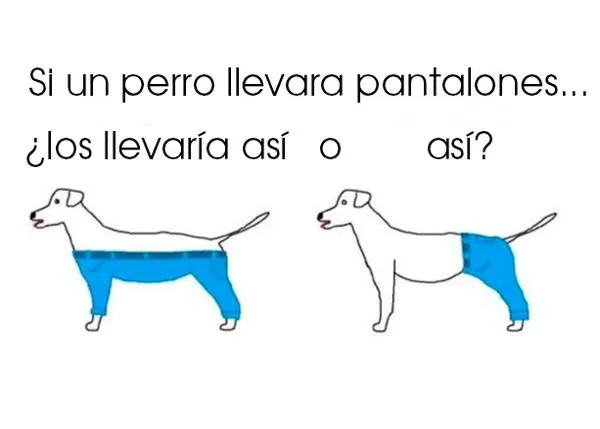 El último dilema friki y viral de internet: ¿cómo llevaría un perro los pantalones?
